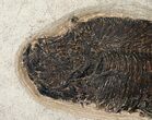 Diplomystus Fish Fossil - Wyoming #15126-2